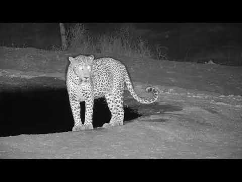 Djuma: Leopard-Molwati male - 22:17 - 10/30/19