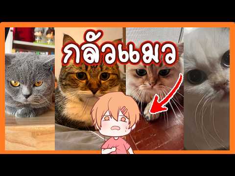 ประสบการณ์เลี้ยงแมว จากคนกลัวแมว