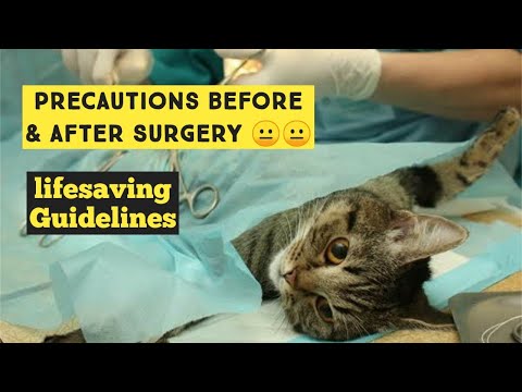 Cat Spay & Neute Aftercare  | Precautions before & After Cat surgery  | Caring for your Cat