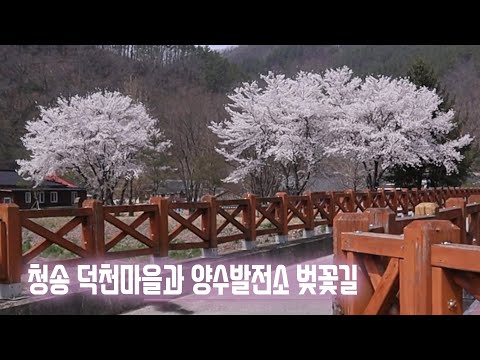 [온통청송] 송소고택과 양수발전소 벚꽃길