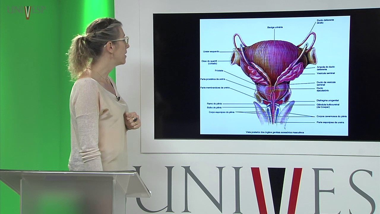 Corpo Humano: Órgãos e Sistemas - Aula 25 - Aspectos Anatomofuncionais