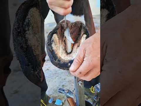 #farrier #farrierlife #horse #horsecare #horseshoe #asmr #satisfying