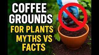 Viral Garden Myth: Coffee Grounds For Plants - Do NOT Do This!