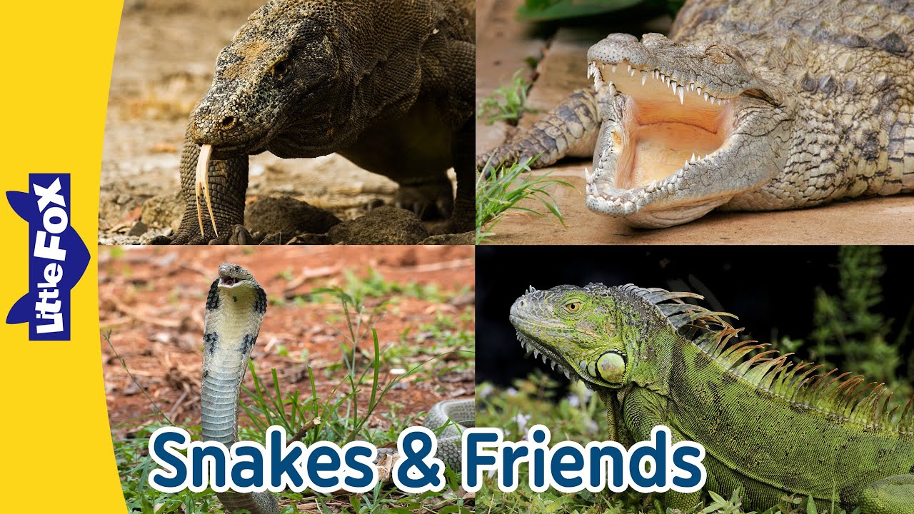 Amazing Reptiles! Rattlesnakes, King Cobras, and More | Fun Animal Facts for Kids | Little Fox