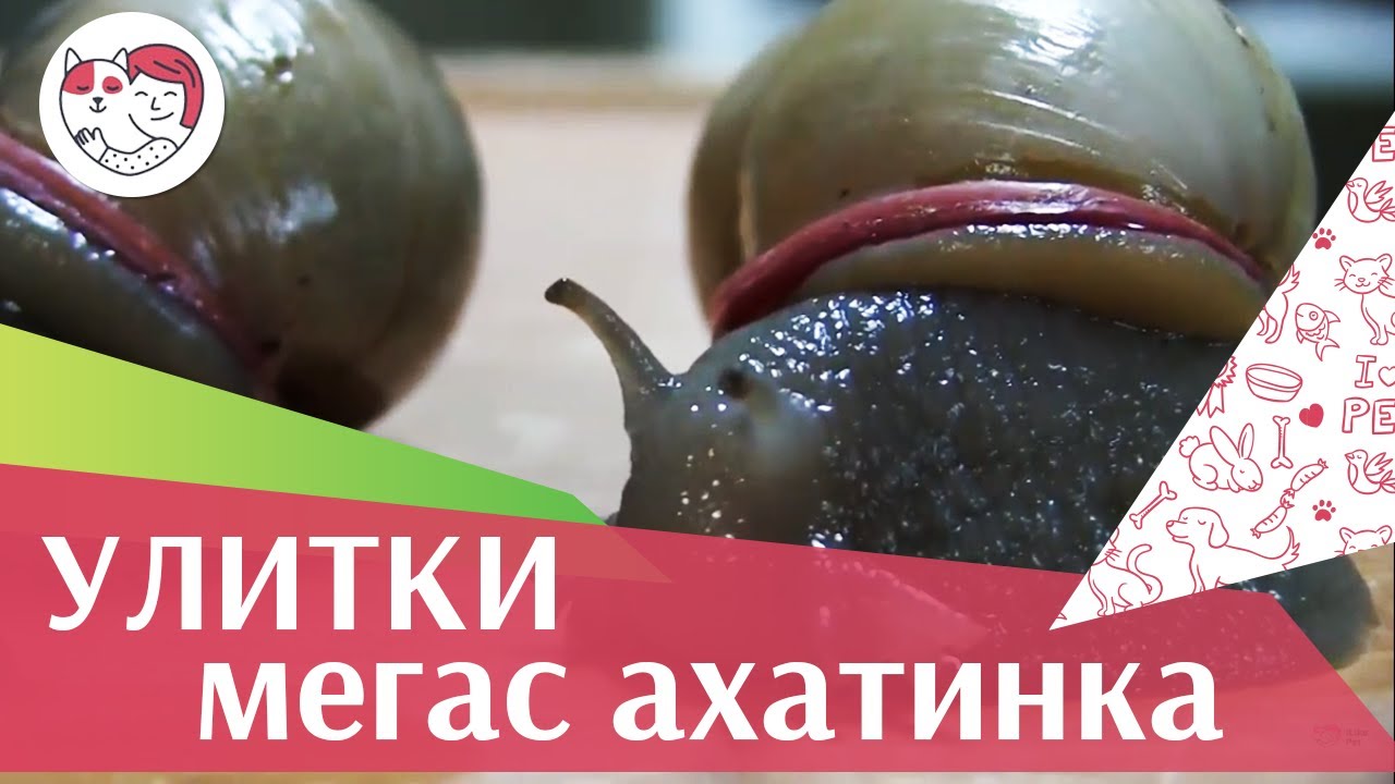 Улитки МЕГАС АХАТИНКА на ilikepet