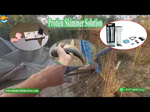 Protein Skimmer in RAS: Essential for Clean Water