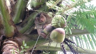 Download lagu Monyet pintar memetik buah kelapa mp3 Download lagu Monyet pintar memetik buah kelapa mp3