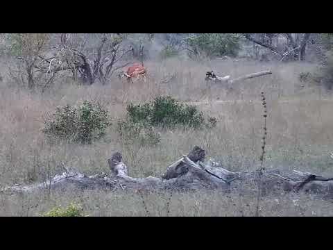 Djuma: Impalas, Baboons and Nyala bulls - 17:16 - 10/04/20