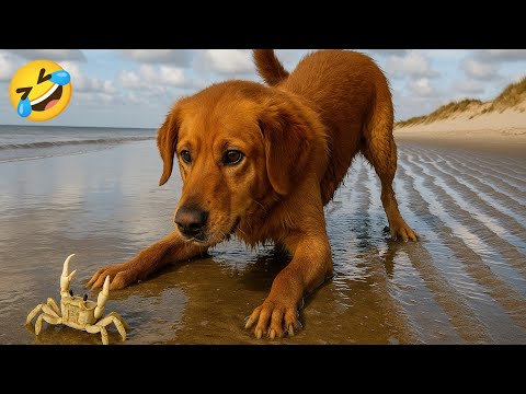 Dog Video 3