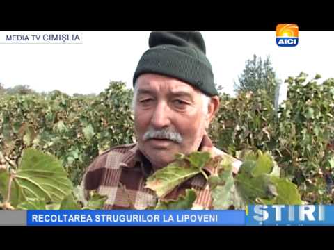 CIMISLIA RECOLTAREA STRUGURILOR LA LIPOVENI TITRE