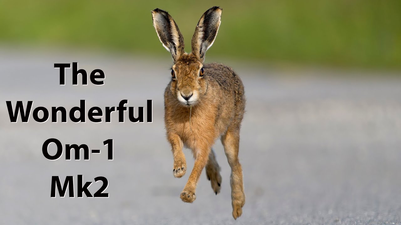 Some recent images and video footage that did not make it into my Youtube films.