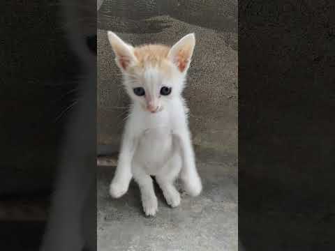Cat videos kitten video #kitten #cat #shorts cat funny videos #pjk #vadivelu #vadivel