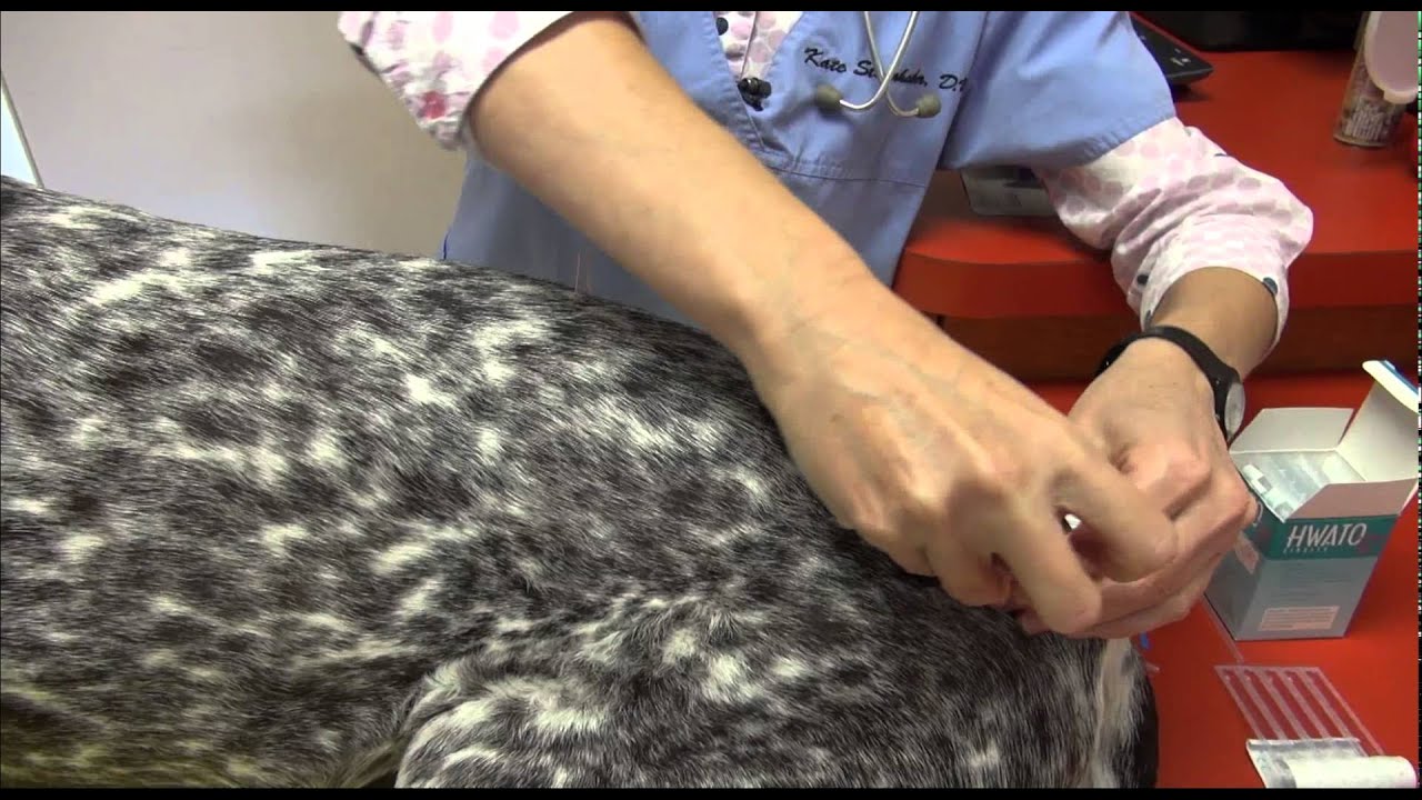 Boston Vet Clinic