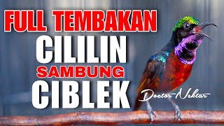Download lagu KOLIBRI NINJA GACOR FULL ISIAN TEMBAKAN CILILIN SAMBUNG BREN CIBLEK MEWAH COCOK BUAT MASTERAN KONIN mp3 Download lagu KOLIBRI NINJA GACOR FULL ISIAN TEMBAKAN CILILIN SAMBUNG BREN CIBLEK MEWAH COCOK BUAT MASTERAN KONIN mp3
