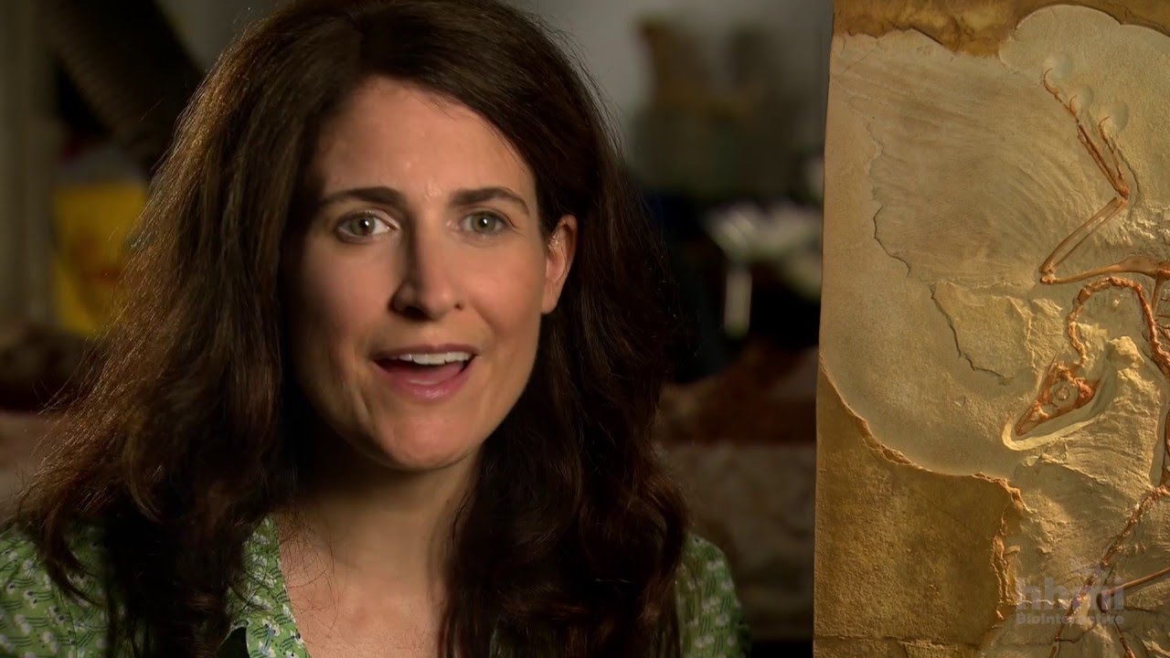 Grandes Transiciones: El Origen de las Aves | HHMI BioInteractive Video