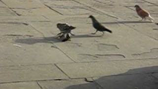 preview picture of video 'Pigeons Humping Dead Pigeon'