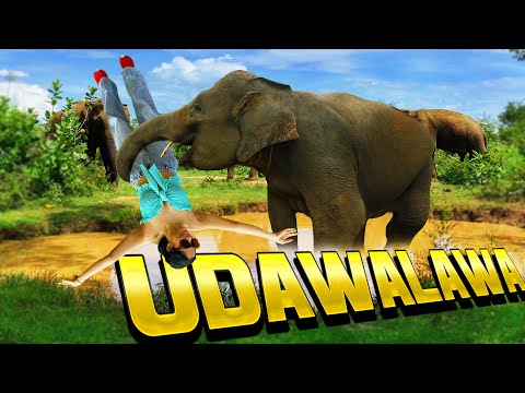 මාව අලියට අහුවුනා| Udawalawa | srilanka | Piumi srinayaka | elephant attack | traveling