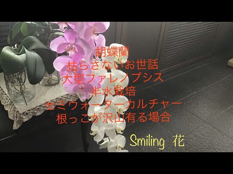 氷を使って蘭に水をやる方法は？根が腐らないようにするためのヒントをご覧ください。  庭園