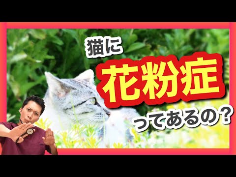 猫の花粉症：対策と予防