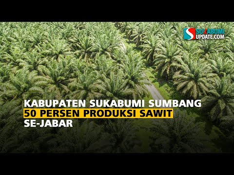 Kabupaten Sukabumi Sumbang 50 Persen Produksi Sawit se-Jabar