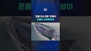 '강릉 마스코트' 안목이, 몸 곳곳 깊은 상처 #shorts / KBS