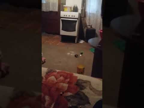 Nicolae gita dela tuglui