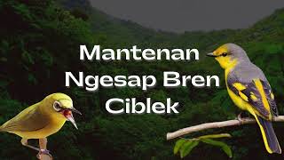 Download lagu Masteran Pleci Nembak Mantenan Sambung Bren Ciblek - Nembak Mewah Mudah Ditiru mp3