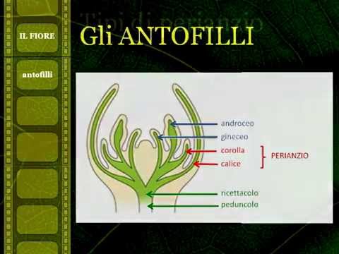 Aumentare sessi utente Sia dannoso per tablet potenza