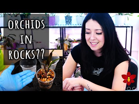 Can you plant Orchids in rocks?? Myth or Truth #21