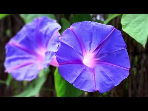 Ram Dass – Here and Now – Ep. 162 – The Transition from Somebody to Nobody