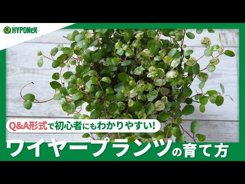 ワイヤー・シュミーレ 植物