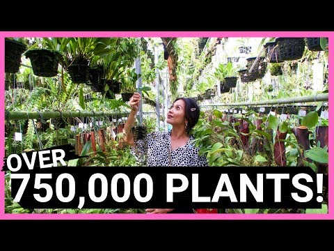 HUGE Plant Shopping Trip! | Plant Shopping 2019!