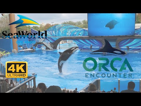 🐋 Orca Encounter FULL SHOW in 4K  Killer Whales at SeaWorld Orlando 2023 Experience!