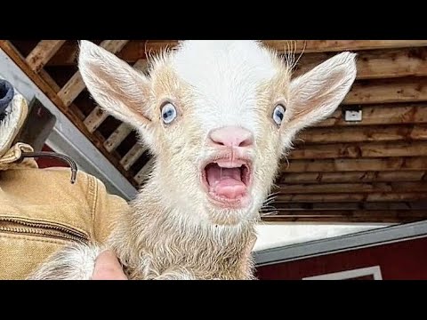 Des chèvres surdramatiques qui vous feront sourire 🤣 Funniest animal 2025