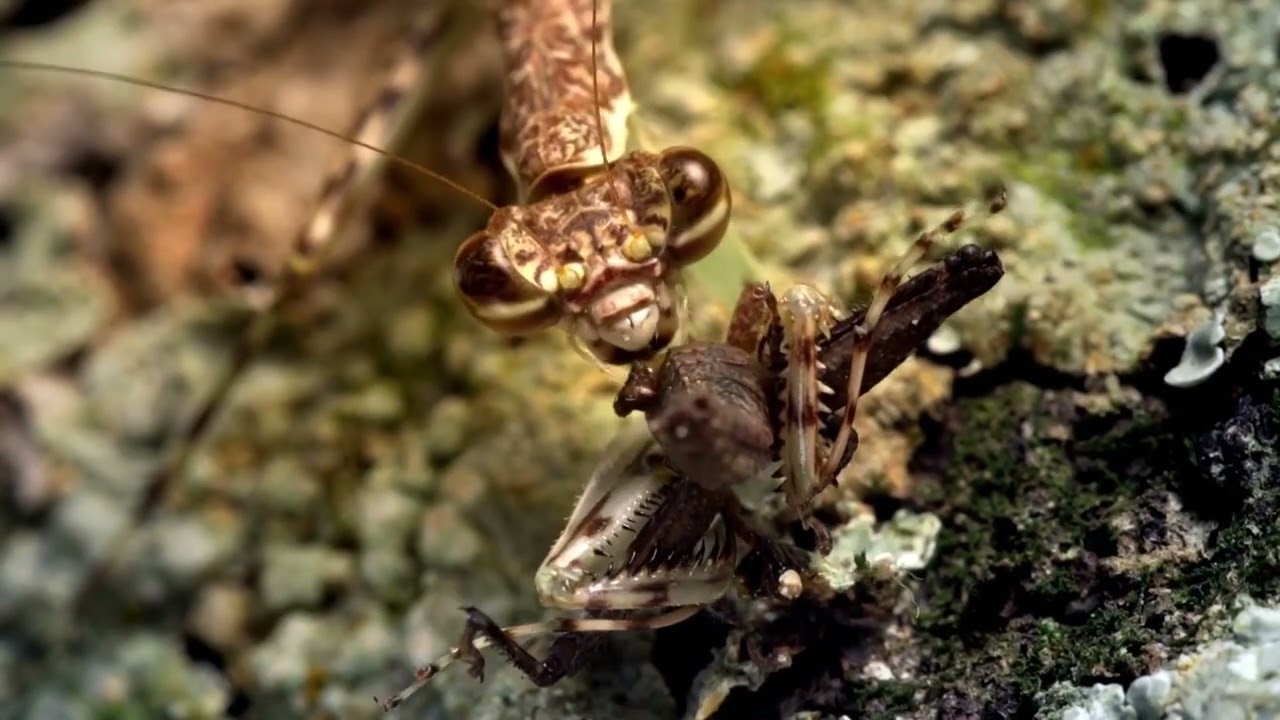 Louva-a-Deus | Vizinhos Selvagens - 1ª temporada