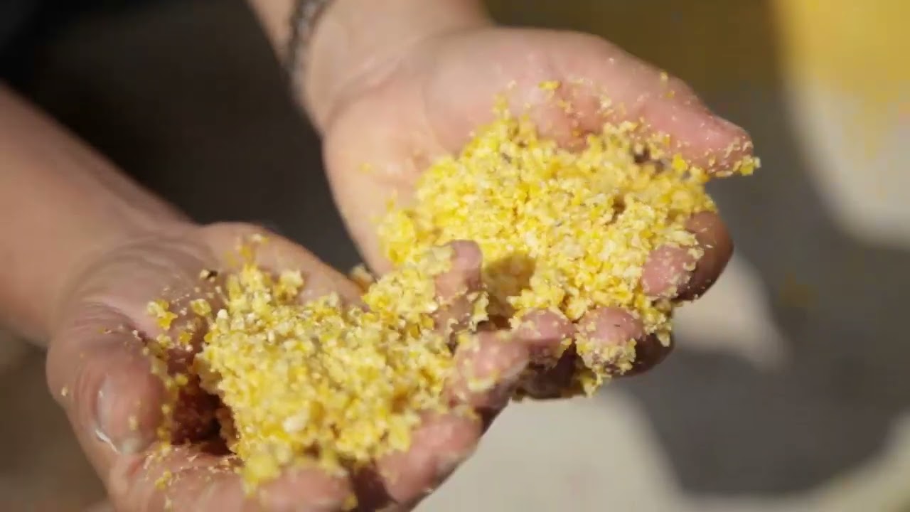 Avaliação da Umidade do Milho Reidratado