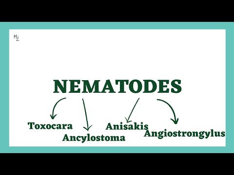 Nematodes Whose Larvae Cause Disease | Toxocara | Anisakis | Ancylostoma | Angiostrongylus