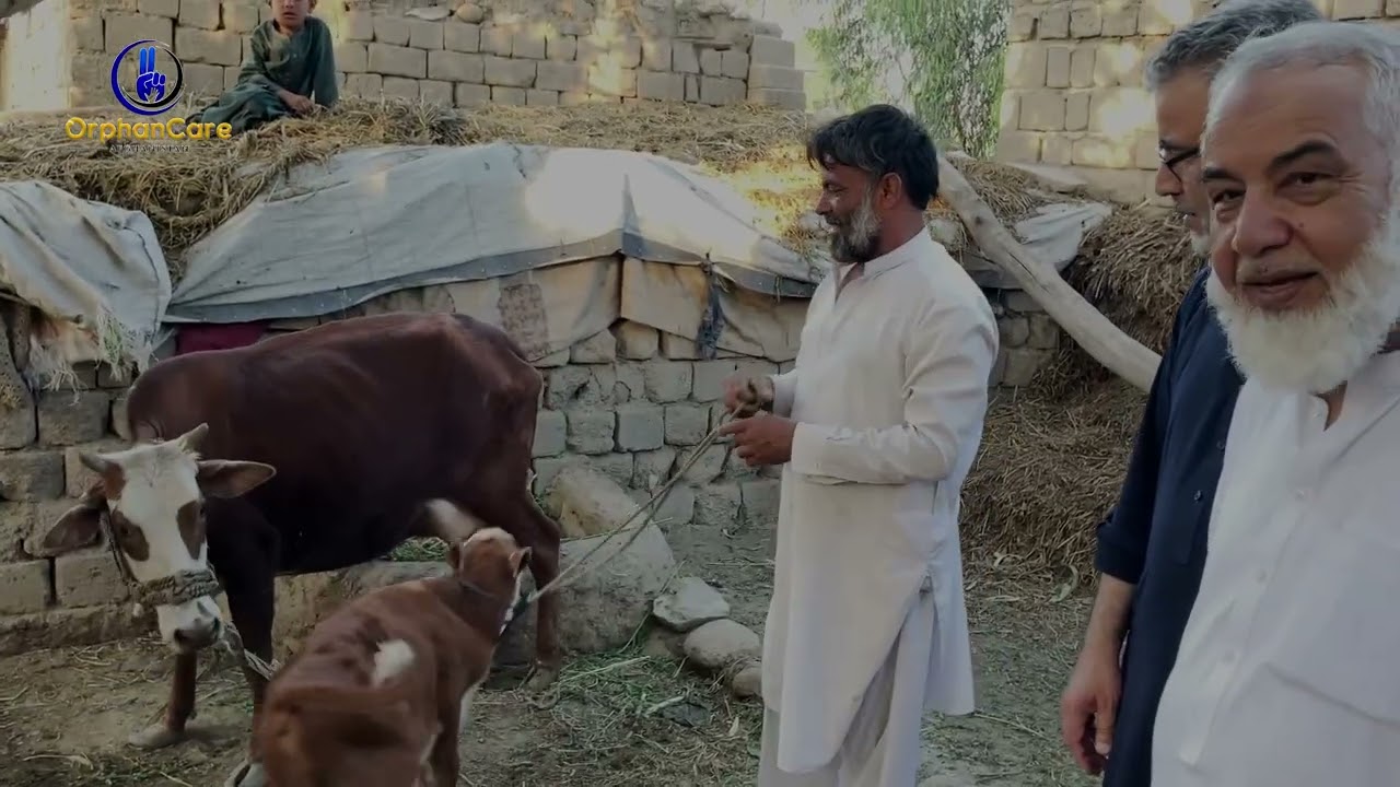 ارزیابی گاوهای توزیع شده!