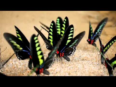 アカエリトリバネアゲハの吸水を明るいレンズで