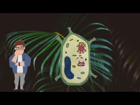 Die Pflanzenzelle einfach erklärt