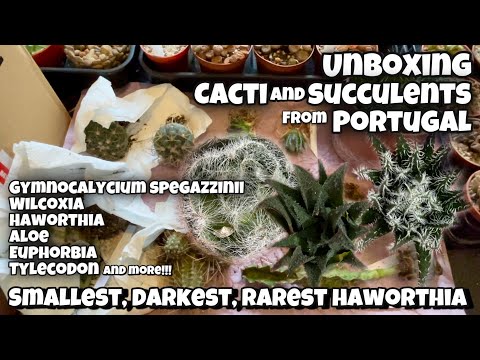 Cactus and Succulent Unboxing from Portugal | Haworthia Parksiana, Spegazzinii, Wilcoxia, Aloe..