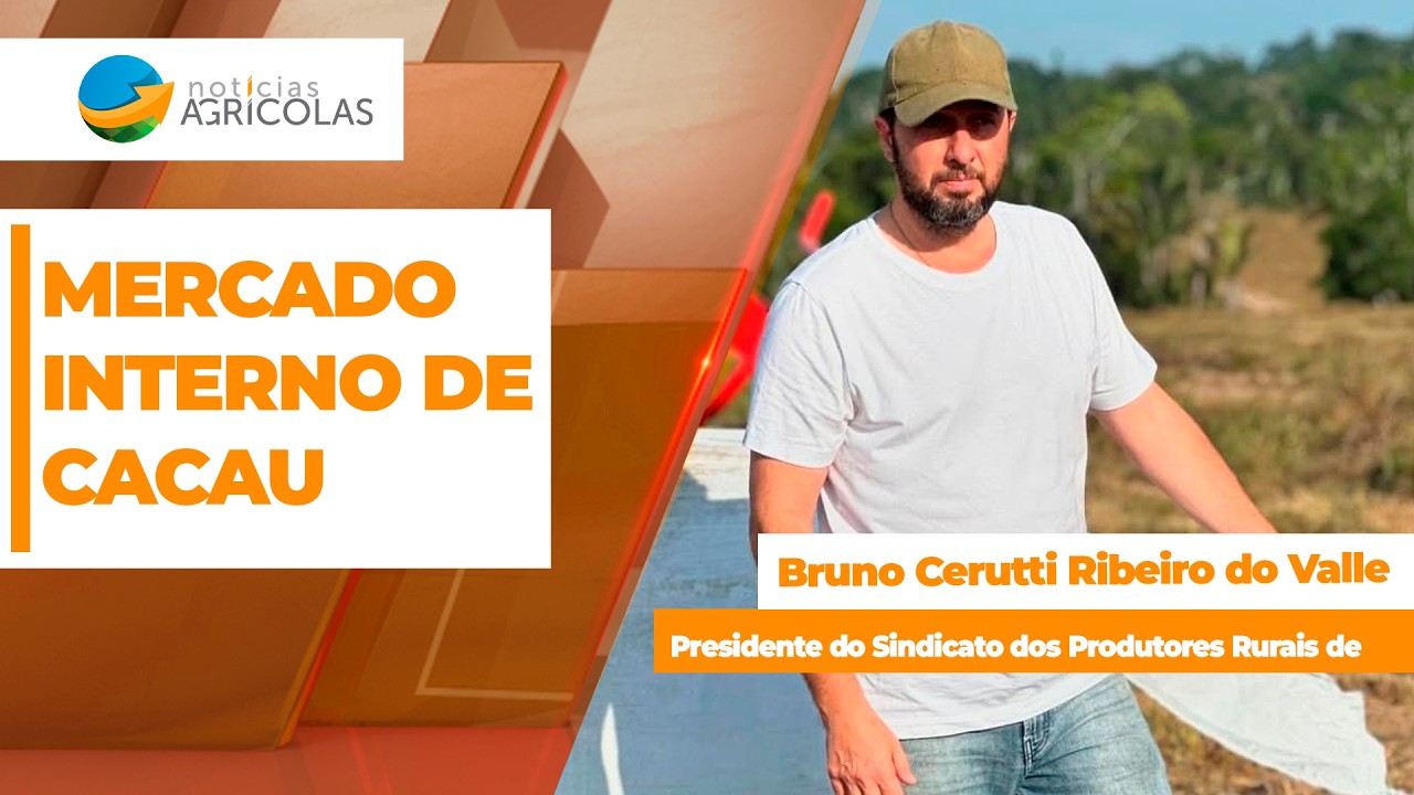 Mercado interno de cacau descola do exterior e opera abaixo do custo de produção