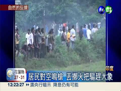 野生象入侵城市 毀民宅還踩死人