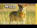 Animal Survival In The Okavango Full Episode The Flood Nat Geo Animals