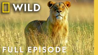 Download lagu Animal Survival in the Okavango (Full Episode) | The Flood: Part 1 | Nat Geo Animals mp3 Download lagu Animal Survival in the Okavango (Full Episode) | The Flood: Part 1 | Nat Geo Animals mp3