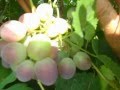Сорт винограда Краски осени. 