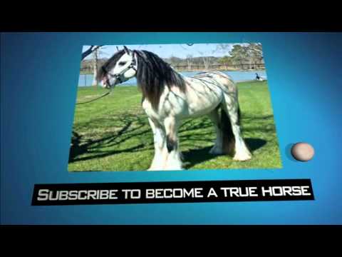 Me and my horse Joe at Flying Horseshoe Ranch loping