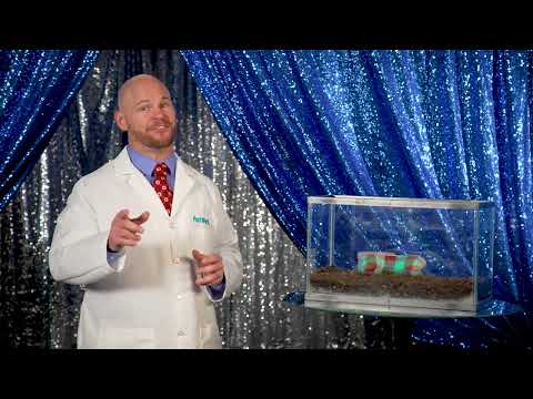 Will They Eat It?- Season 2 Episode 3: Dog Toy