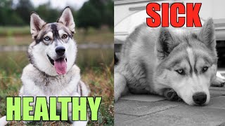 3 Ways To Tell If Your Siberian Husky Is SICK OR INJURED! (Self-Wellness Check)