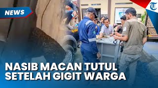 KONDISI MACAN TUTUL setelah Serang 2 Warga Bandung hingga Terluka, Ini Penjelasan BBKSDA